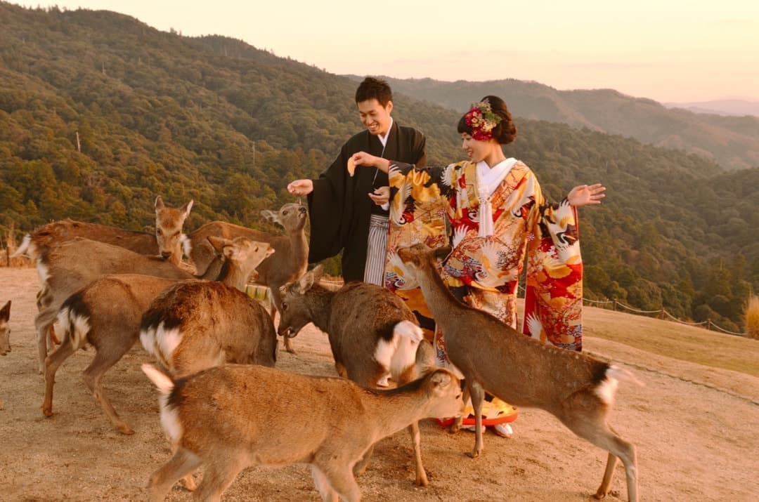 奈良公園の若草山で前撮りの新郎新婦と鹿の写真