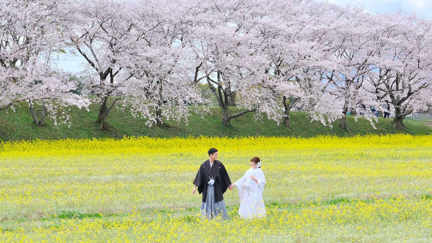 菜の花と桜でのフォトウェディングの写真