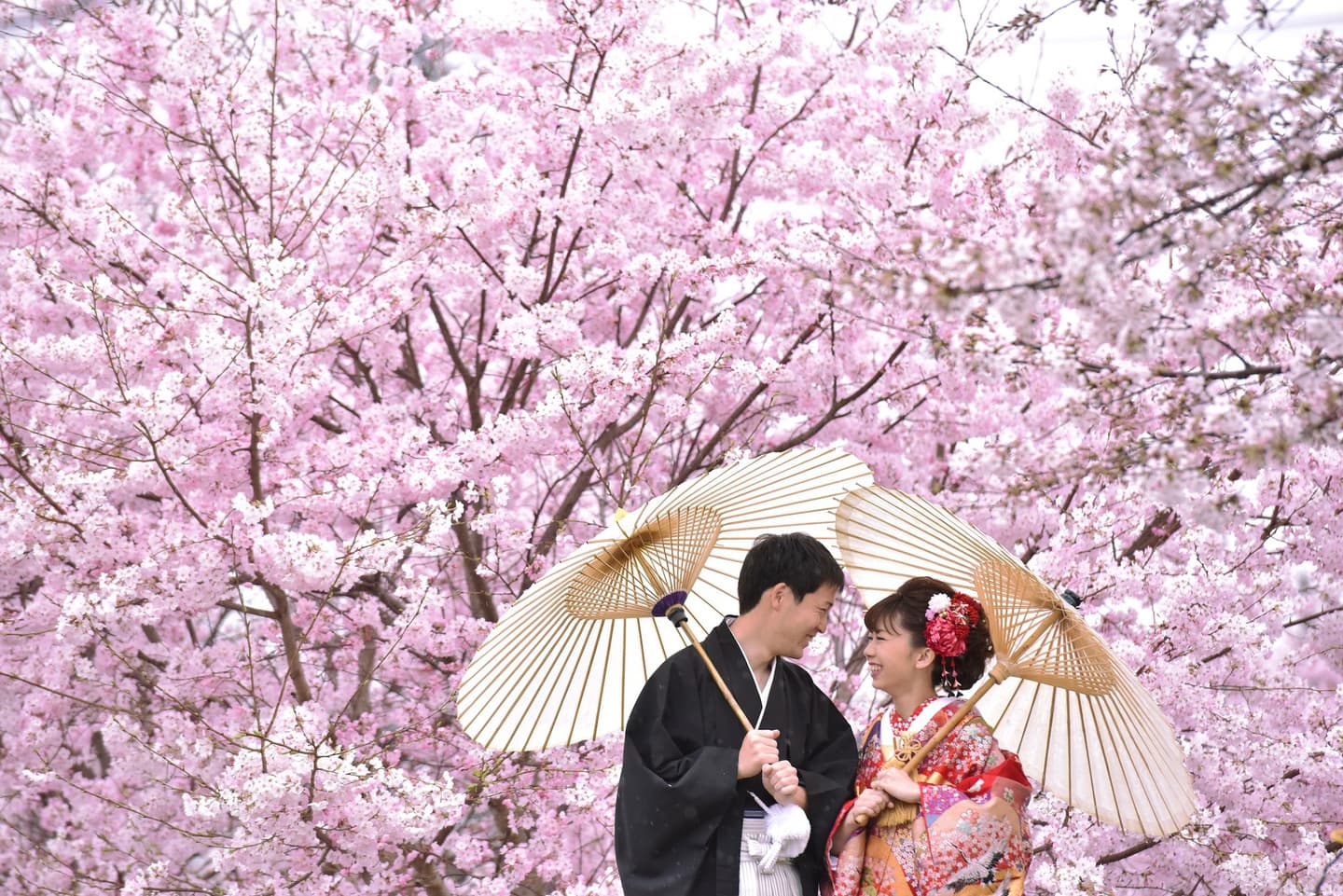 洋髪の髪型で色打掛けで前撮りの写真