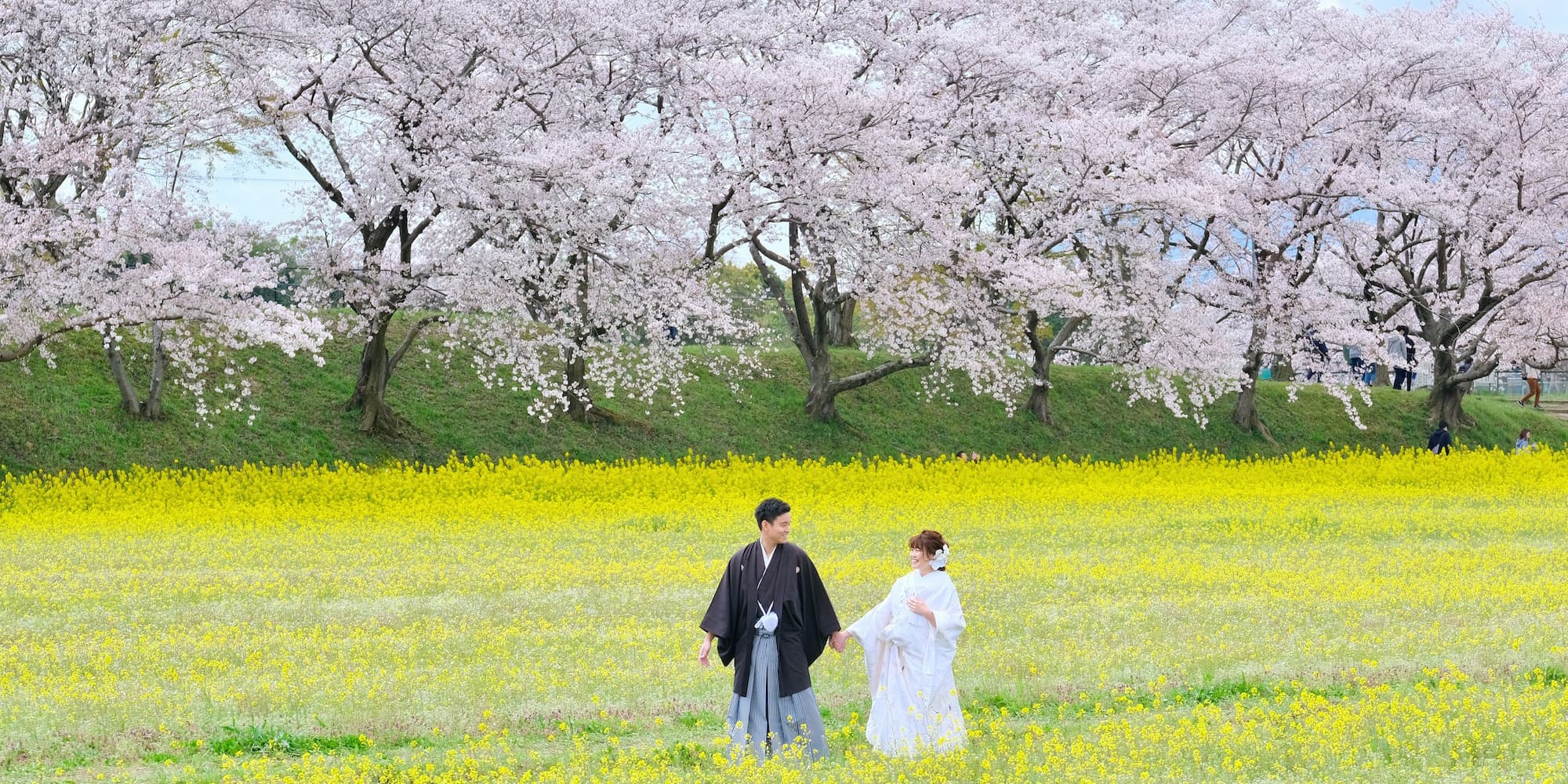 桜と菜の花畑で手を繋いでいる白無垢の花嫁と紋付羽織袴の新郎