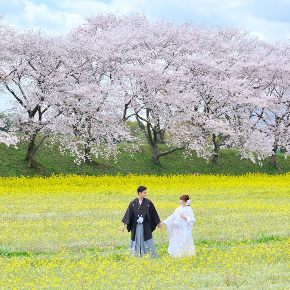 桜と菜の花畑で手を繋いでいる白無垢の花嫁と紋付羽織袴の新郎