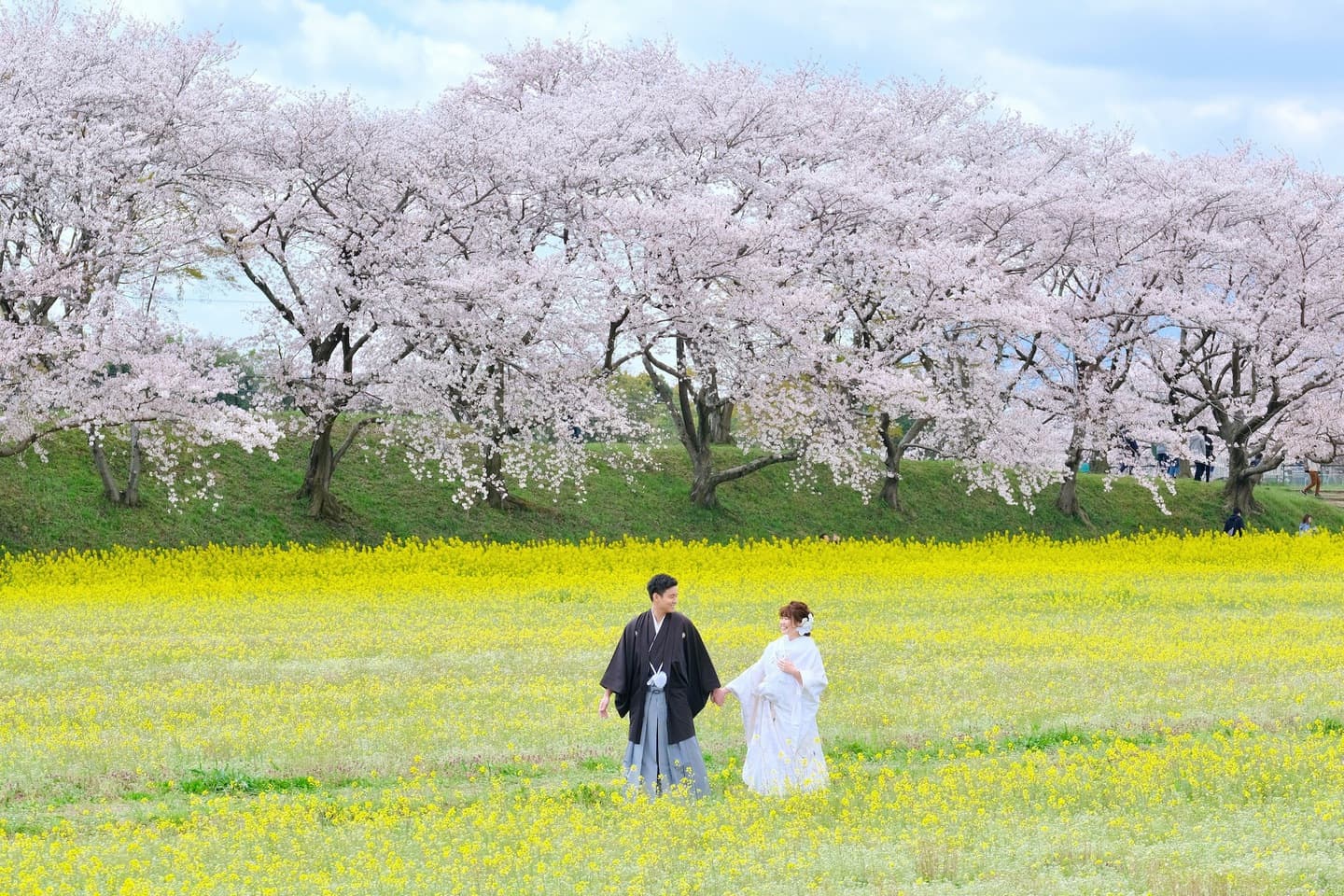 奈良の菜の花と桜でのフォトウェディングの写真