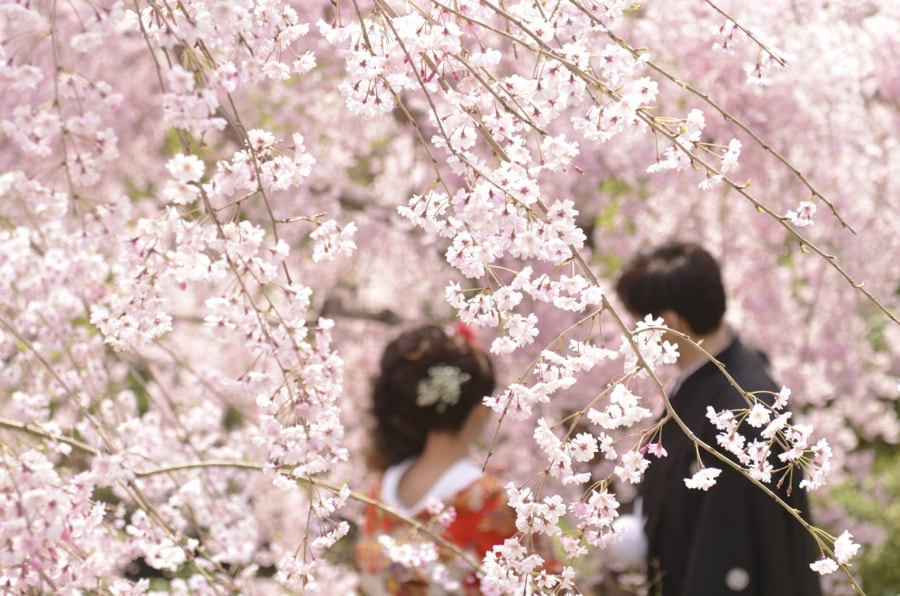 神社で神前結婚式の挙式当日の写真