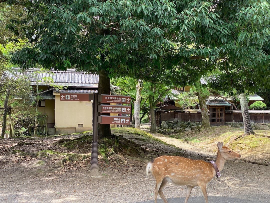 奈良の江戸三