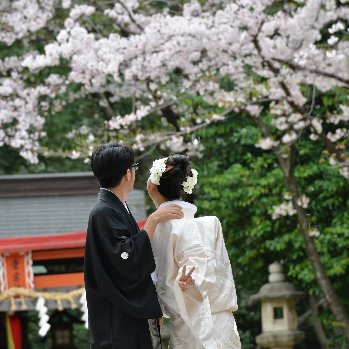 春日神社で結婚式の新郎と綿帽子の花嫁