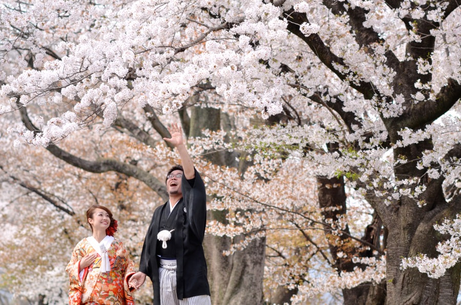 桜の京都で和装前撮りロケーションフォトの写真