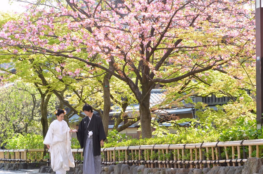 桜の京都で和装前撮りロケーションフォトの写真