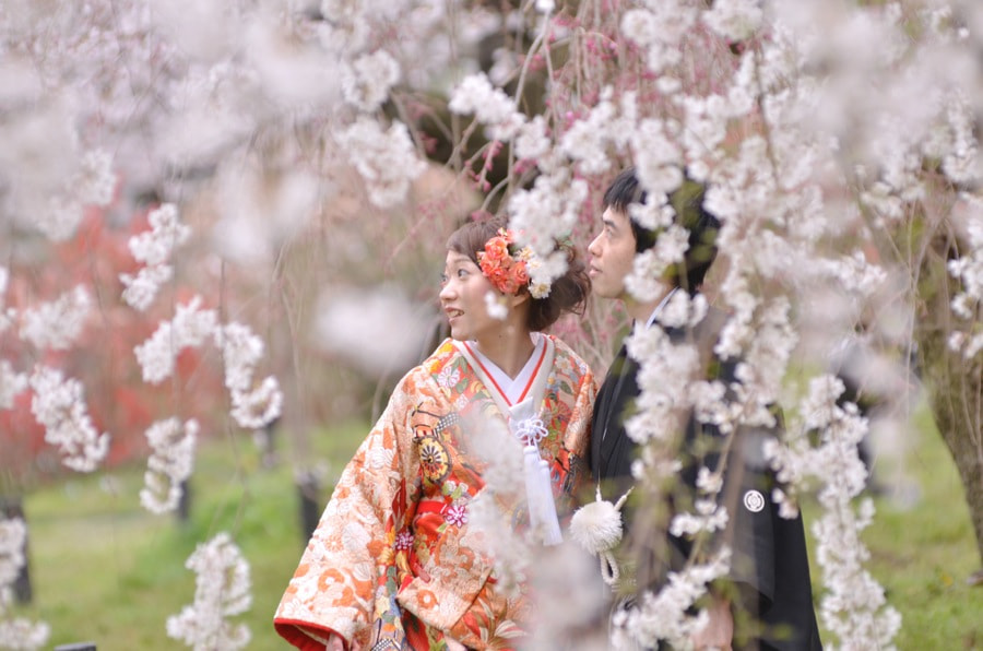 桜の京都で和装前撮りロケーションフォトの写真