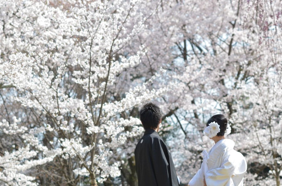 桜の京都で和装前撮りロケーションフォトの写真
