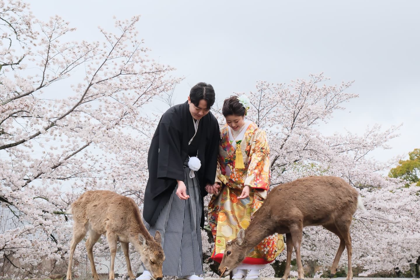 奈良で和装前撮りフォトウェディングの写真