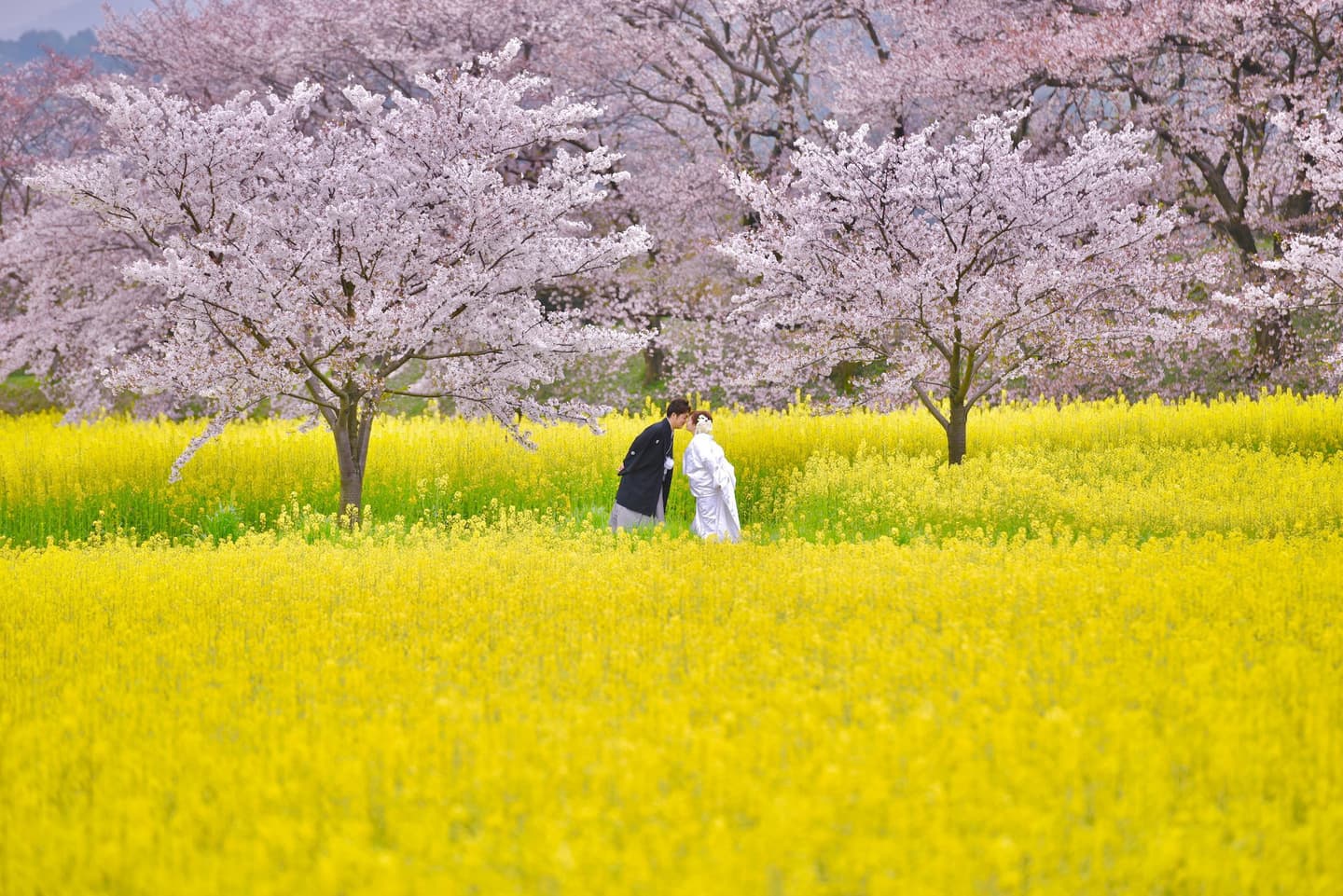 奈良で和装前撮りフォトウェディングの写真