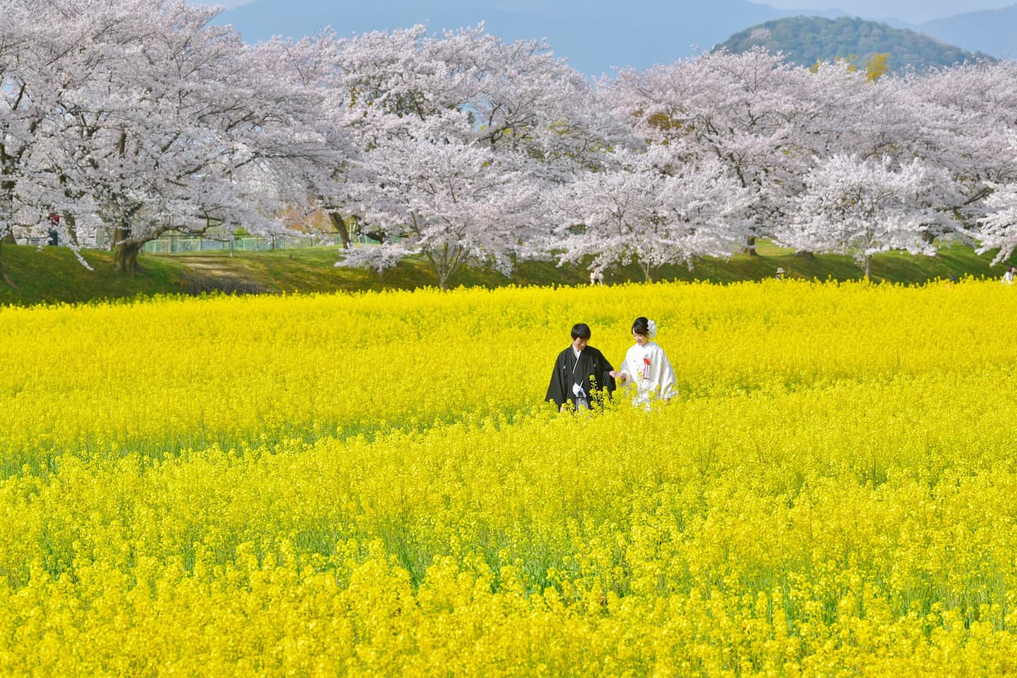 奈良で和装前撮りフォトウェディングの写真