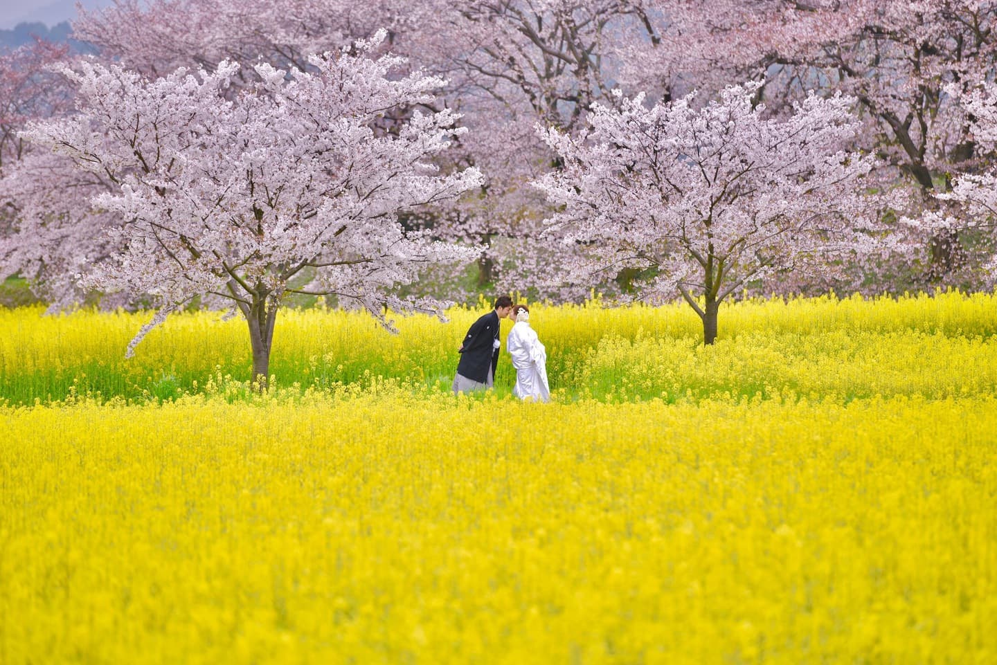 奈良で和装フォトウエディングの花嫁