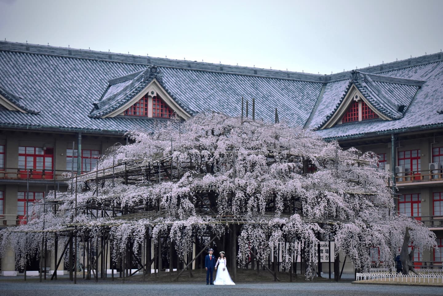 天理教教会本部の枝垂桜でフォトウエディング