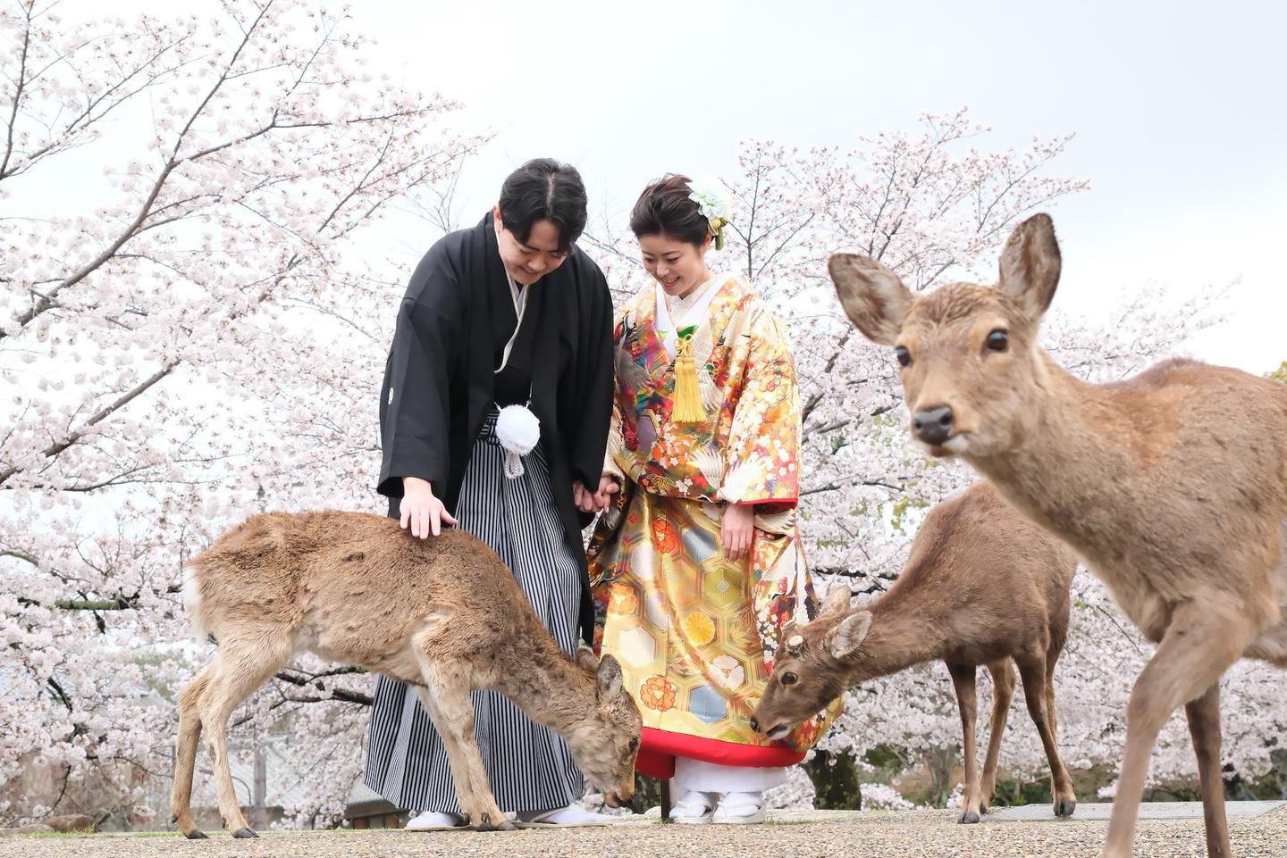 奈良で和装前撮りフォトウェディングの写真