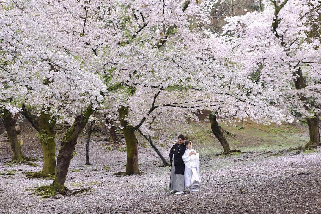 奈良の桜で和装前撮りフォトウェディングの写真