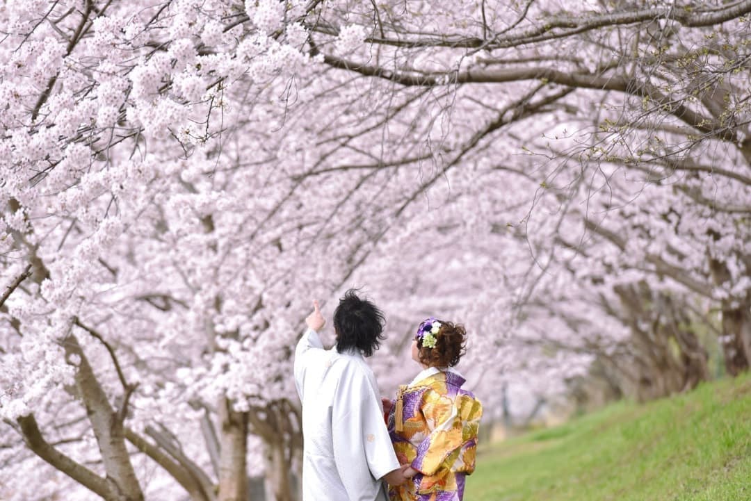 奈良の桜で和装前撮りフォトウェディングの写真