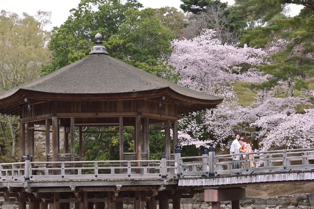 奈良の桜で和装前撮りフォトウェディングの写真