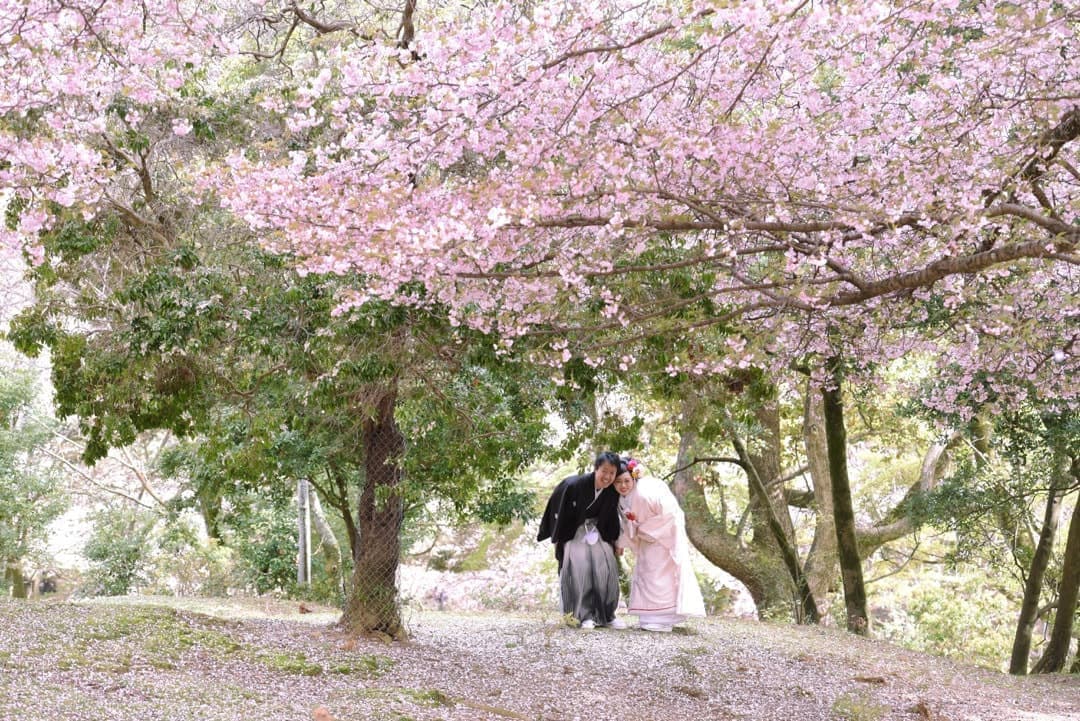 奈良の桜で和装前撮りフォトウェディングの写真