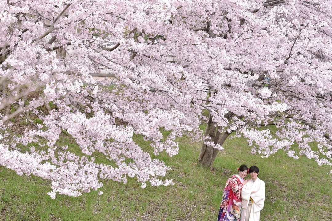 奈良の桜で和装前撮りフォトウェディングの写真