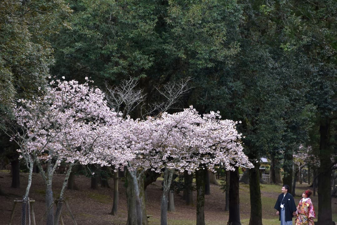 奈良の桜で和装前撮りフォトウェディングの写真