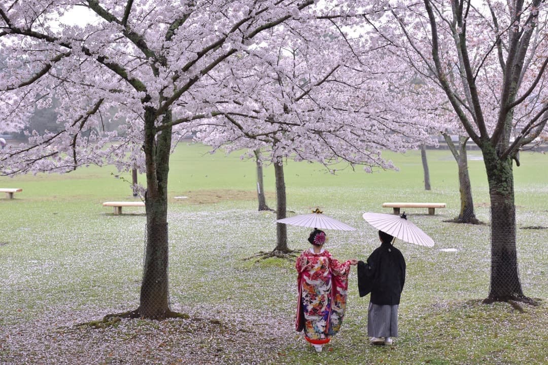 奈良の桜で和装前撮りフォトウェディングの写真