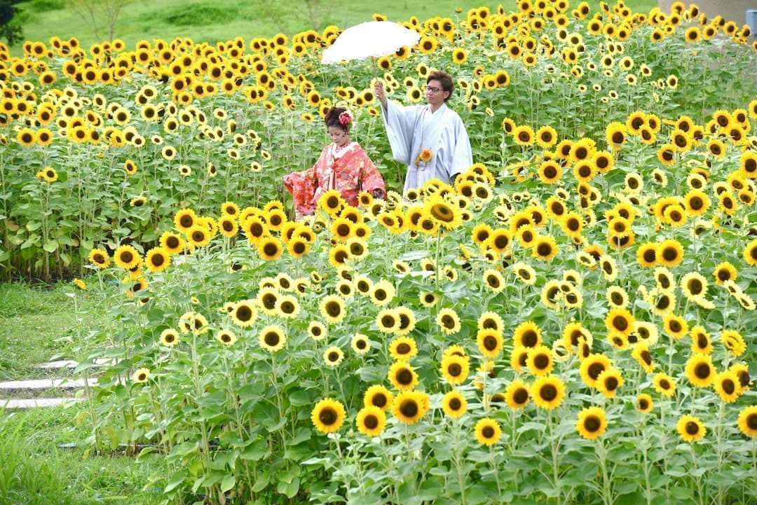 コスモスや菜の花、ひまわりが一杯の前撮りの新郎新婦の写真