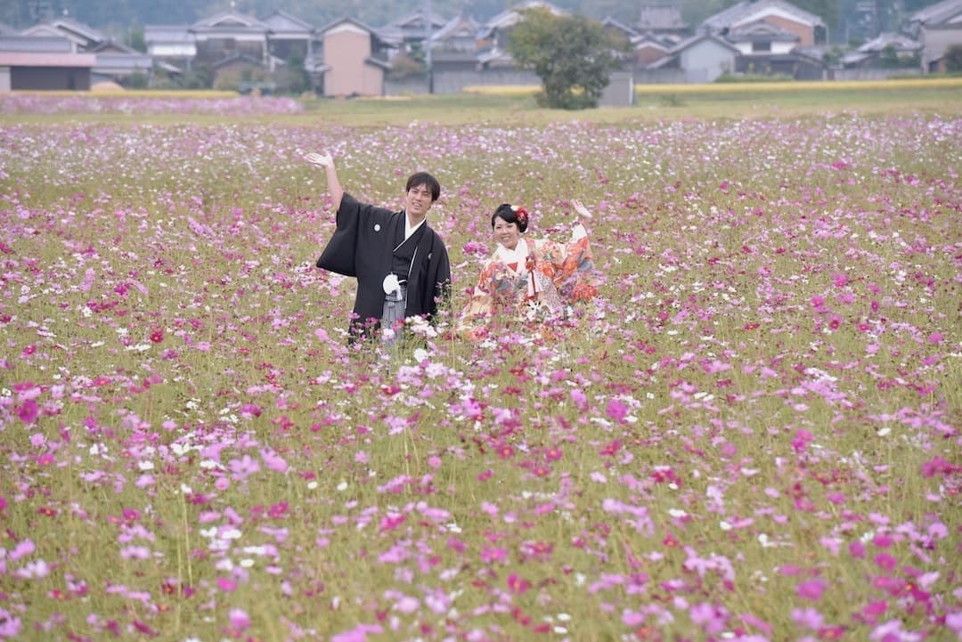 コスモスや菜の花、ひまわりが一杯の前撮りの新郎新婦の写真