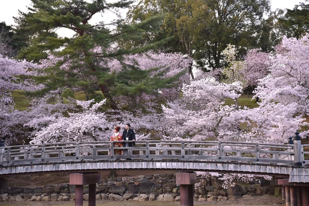 奈良の桜で和装前撮りフォトウェディングの写真