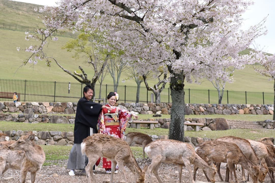 奈良の桜で和装前撮りフォトウェディングの写真