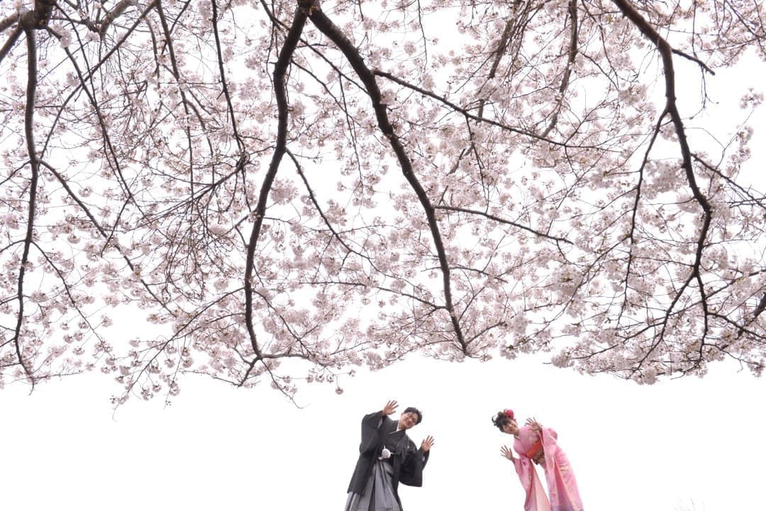 奈良の桜で和装前撮りフォトウエディングの写真