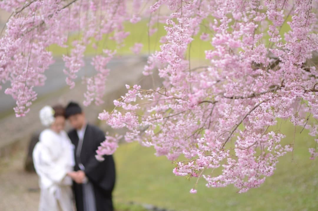 奈良の桜で和装前撮りフォトウェディングの写真