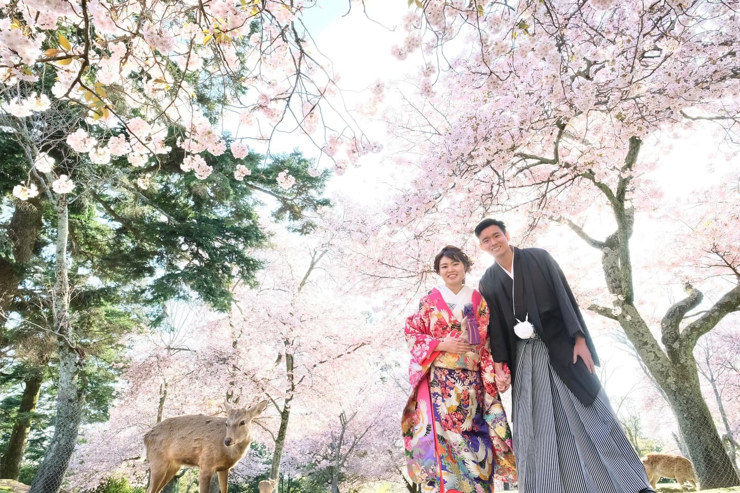 奈良公園の桜でフォトウエディングのカップル