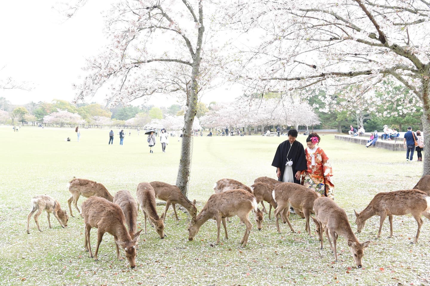 奈良公園の桜と鹿