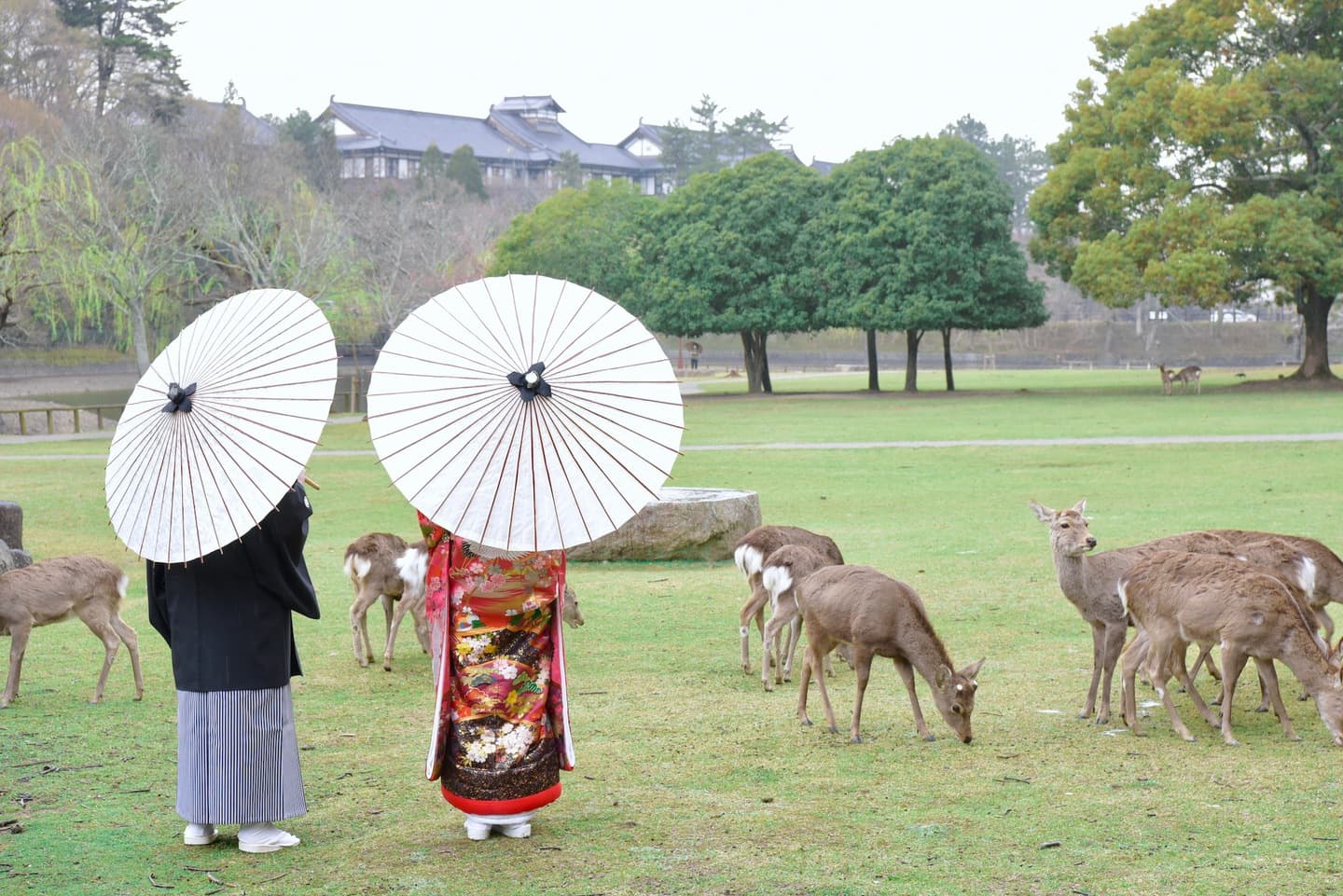 奈良公園の桜と鹿