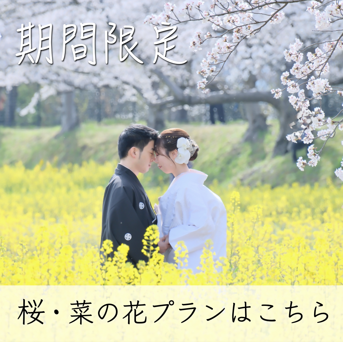 桜と菜の花の前でフォトウェディングをしている新郎新婦