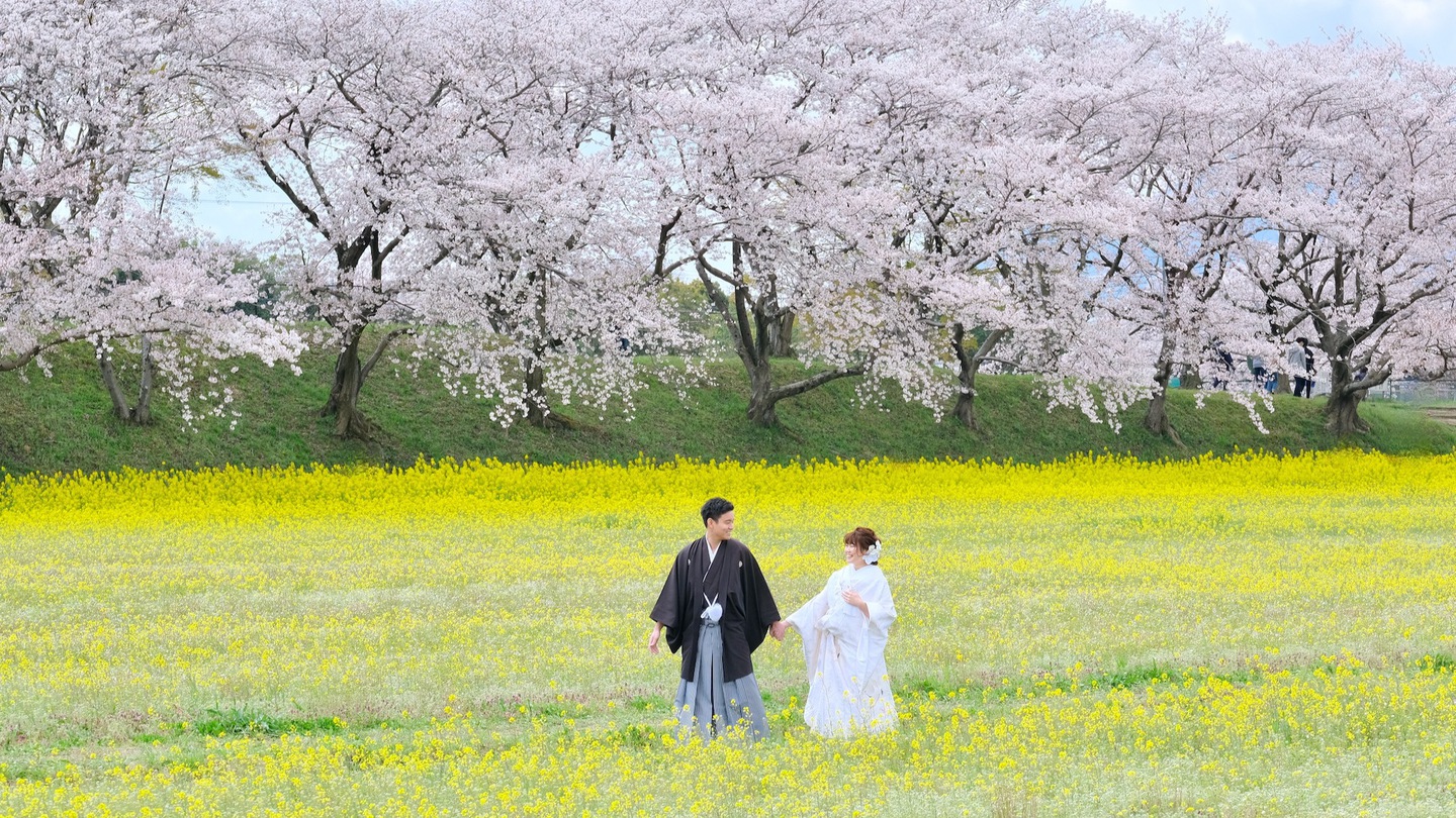 奈良の桜と菜の花で和装フォトウエディングをしている写真