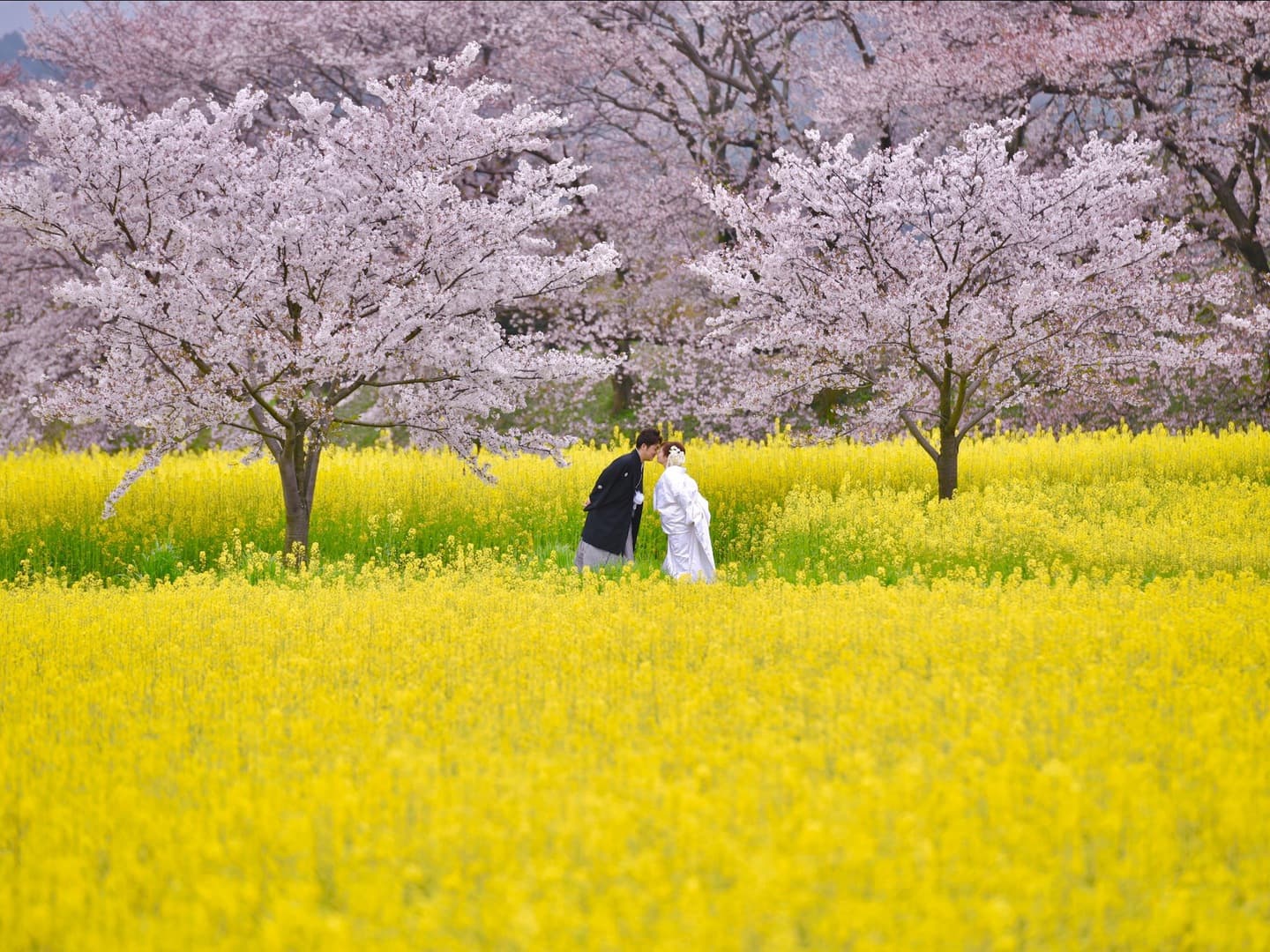 桜で和装フォトウエディング