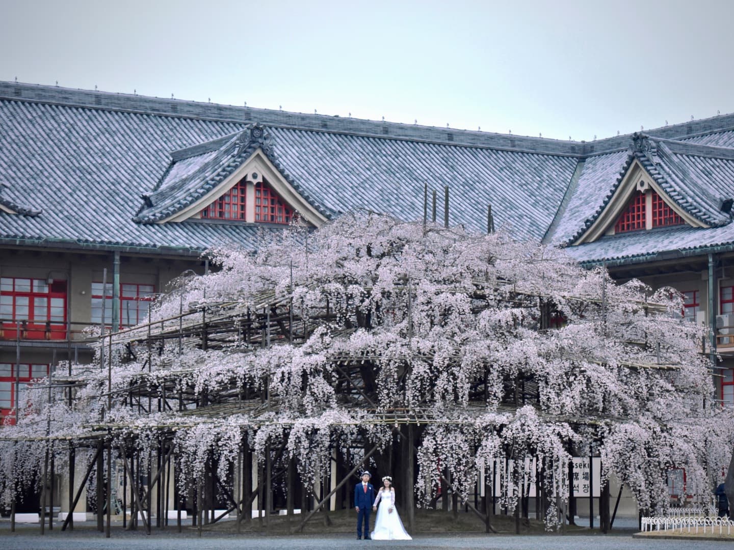 桜で和装フォトウエディング