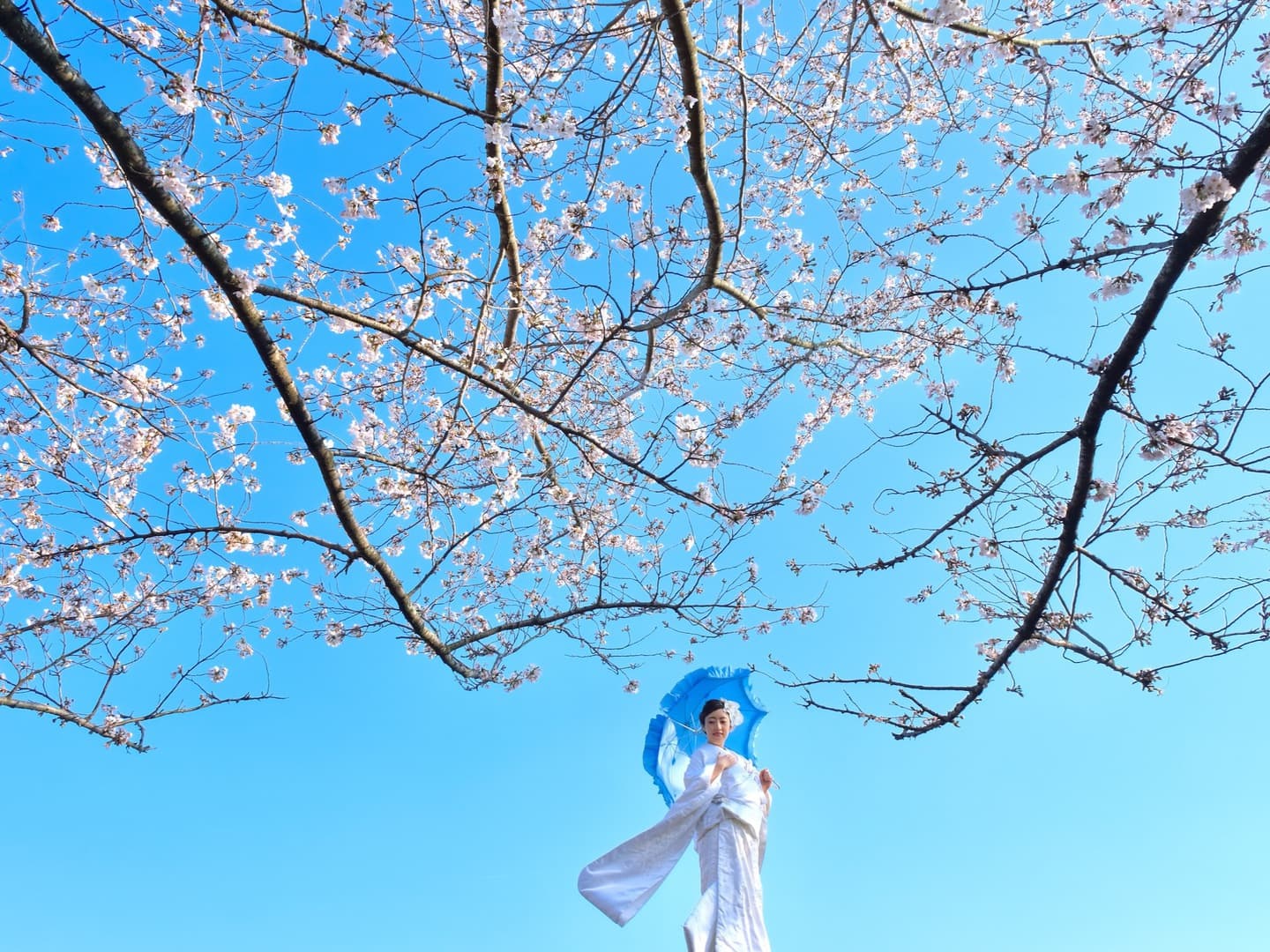 桜で和装フォトウエディング