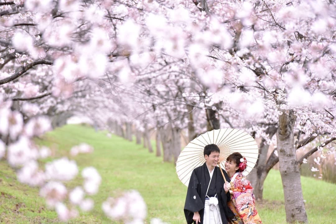 奈良の桜で和装前撮りフォトウエディングの写真