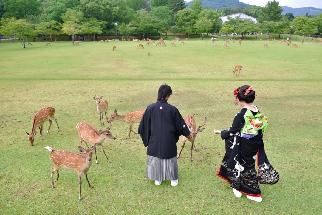 奈良の新緑で和装前撮りフォトウエディングの写真