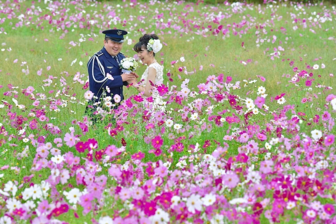 コスモスとドレスの写真