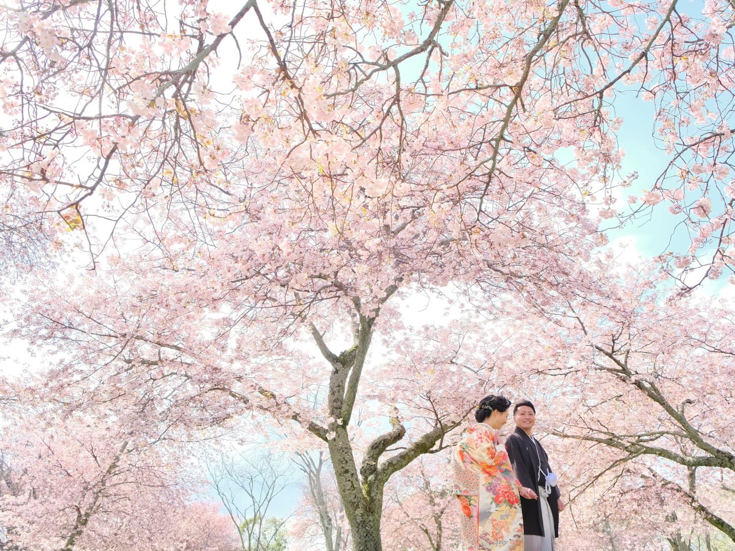 桜で和装フォトウエディングの写真