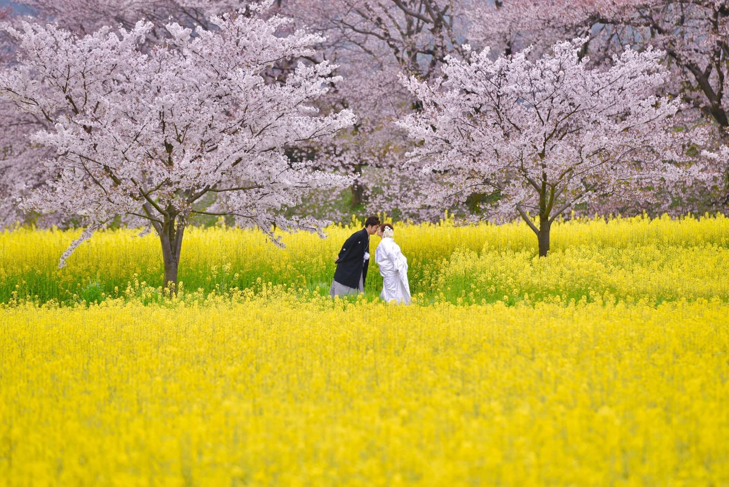 奈良で和装前撮りフォトウェディングの写真