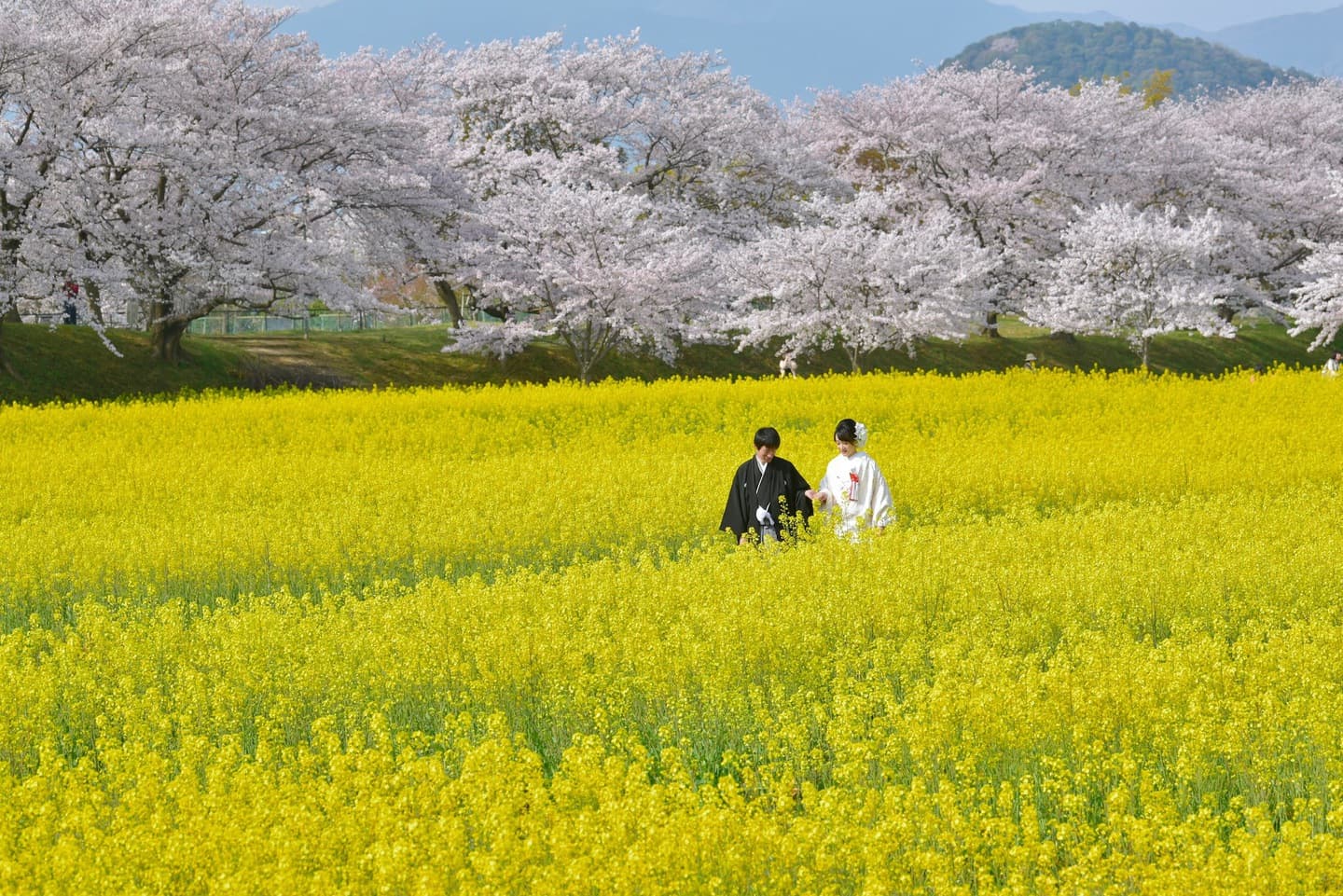 菜の花と桜のフォトウエディング