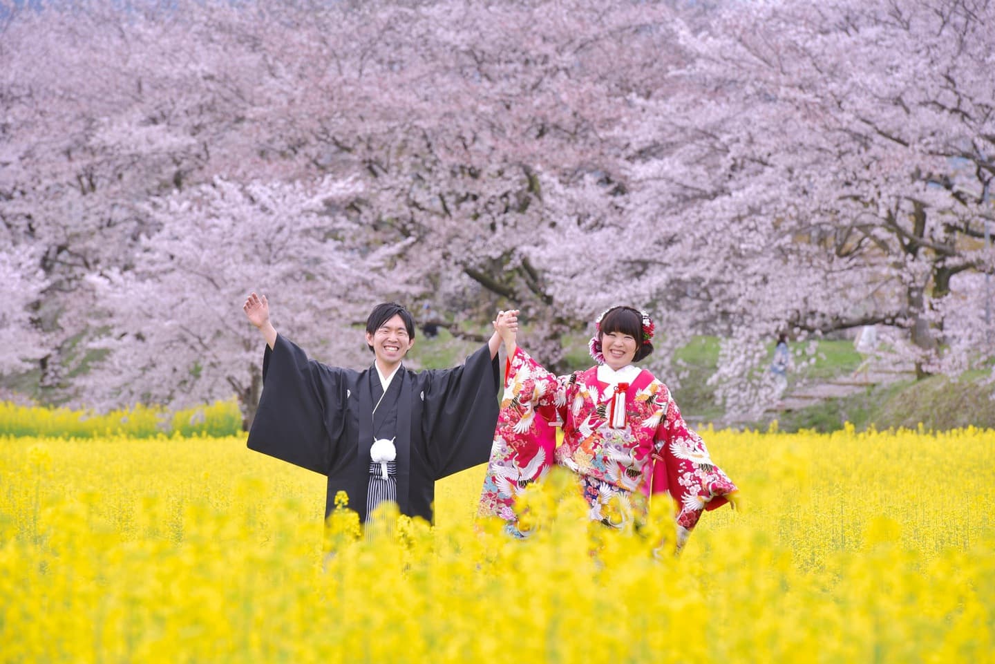 菜の花と桜でフォトウエディング