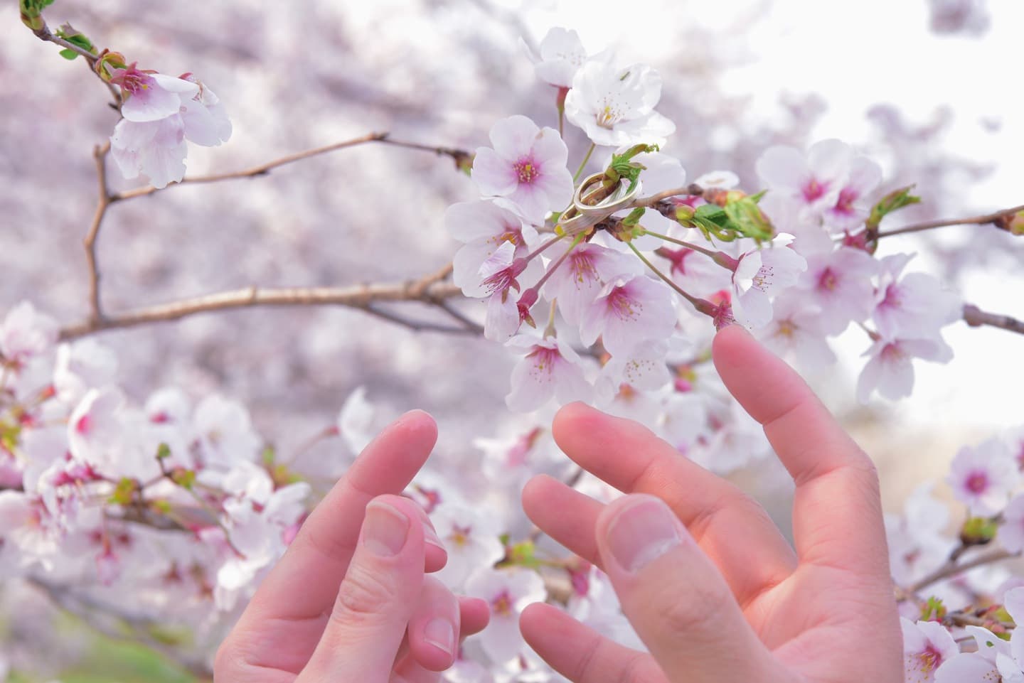 奈良公園の桜でフォトウエディングのカップル