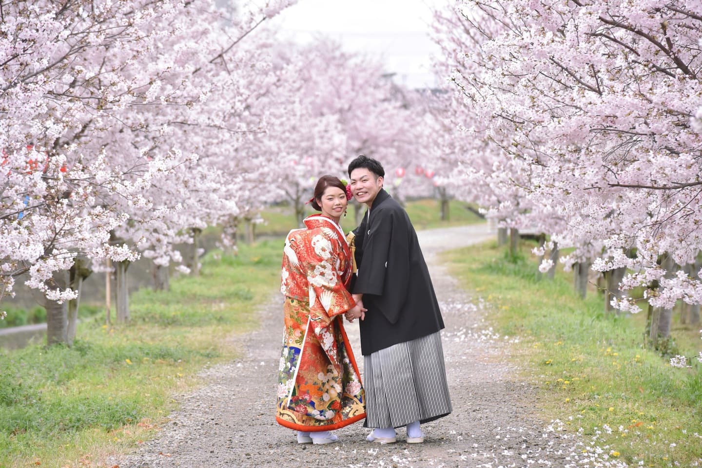 桜で和装フォトウエディングの写真