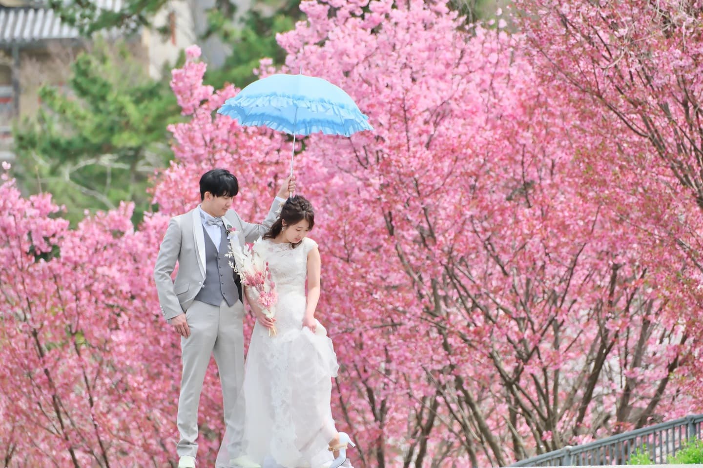 桜でフォトウエディングの花嫁